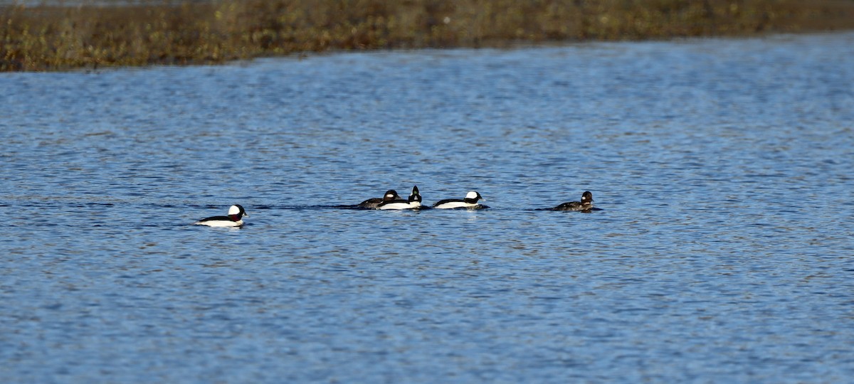 Bufflehead - Grace Simms  🐦‍⬛