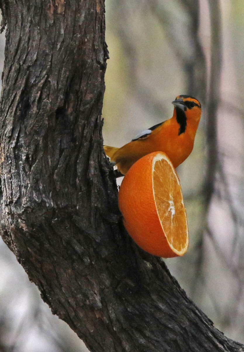 Bullock's Oriole - Tim Blount