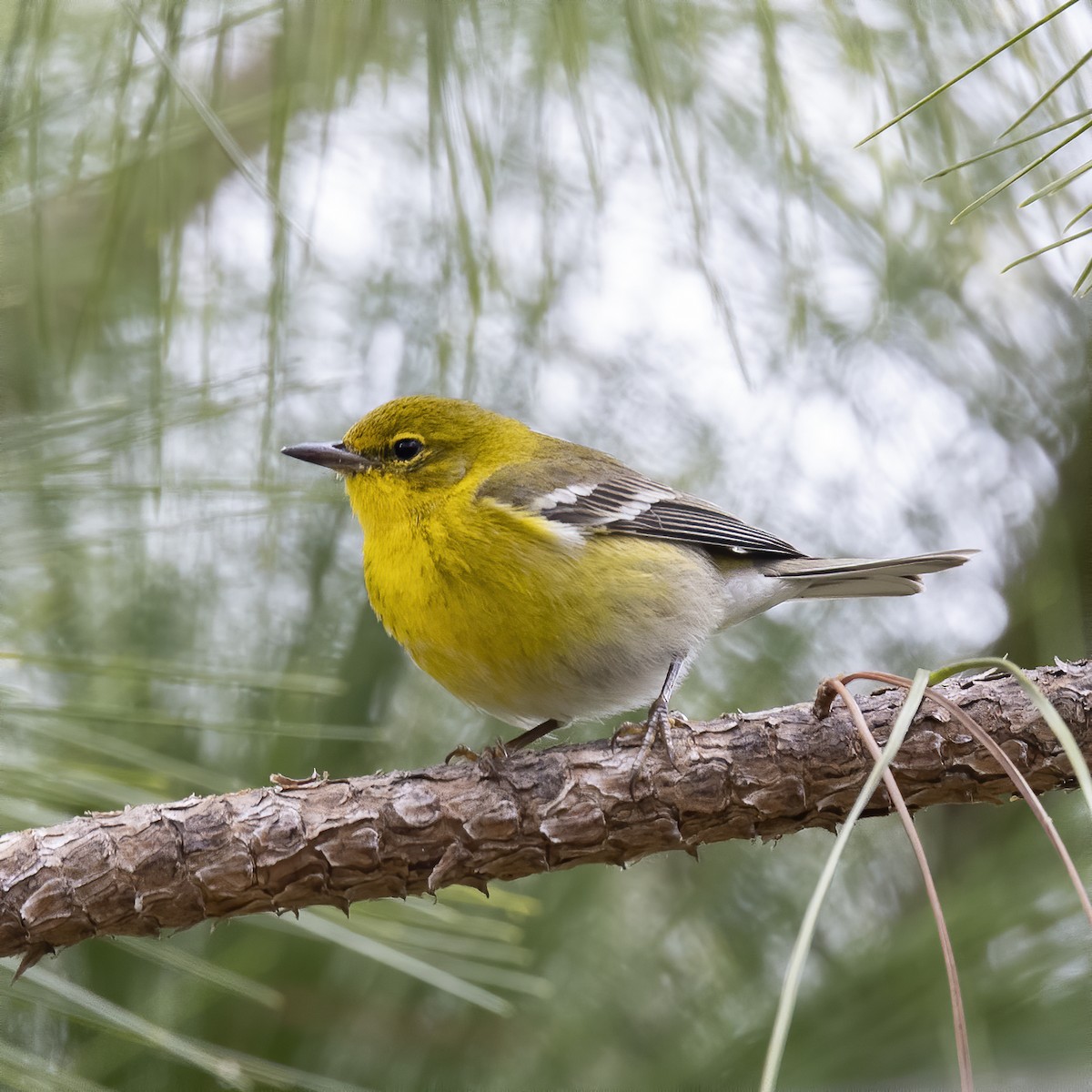 Pine Warbler - ML313570531