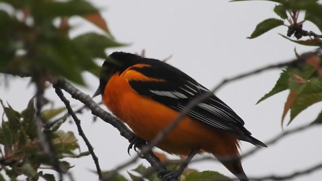 Baltimore Oriole - ML313570721