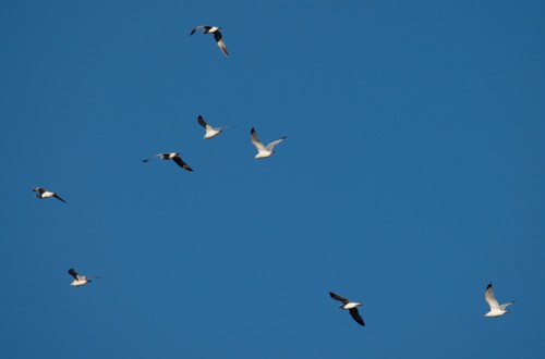 Ring-billed Gull - John Salisbury