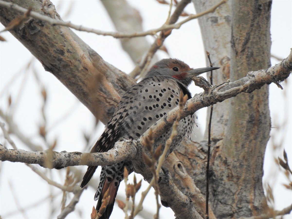Northern Flicker (Yellow-shafted x Red-shafted) - ML313571301