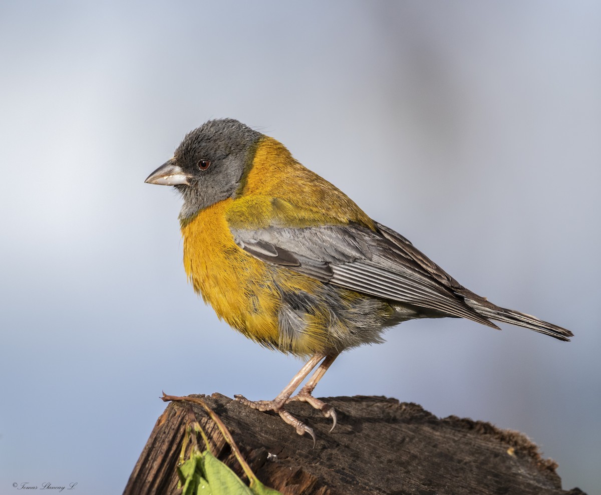 Peruvian Sierra Finch - ML313572101