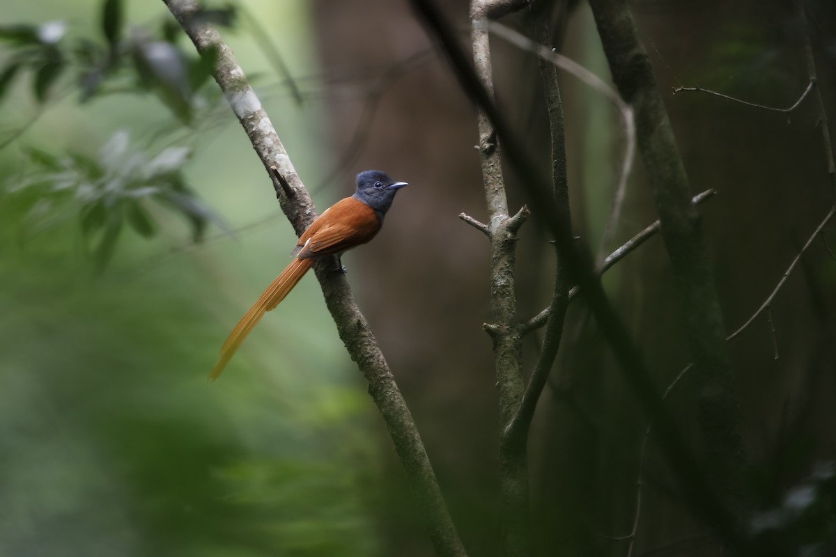 African Paradise-Flycatcher - Marco Valentini