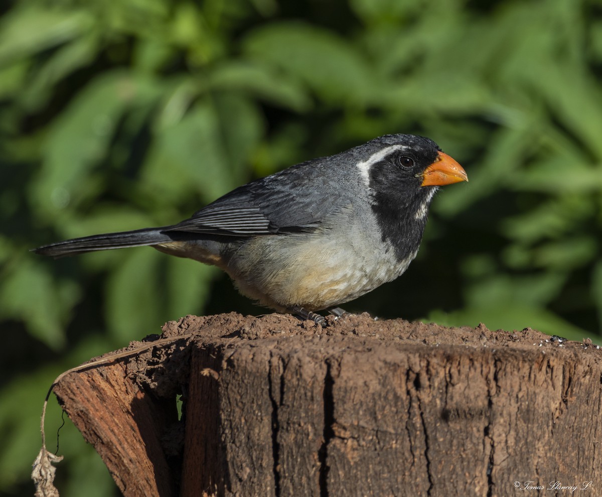 Golden-billed Saltator - Tomas Llancay Levita