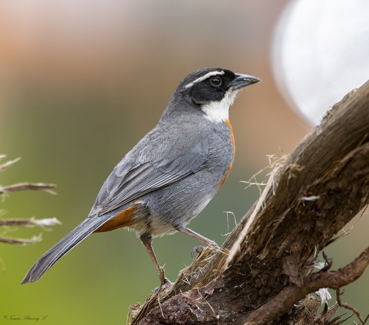 Chestnut-breasted Mountain Finch - ML313573161
