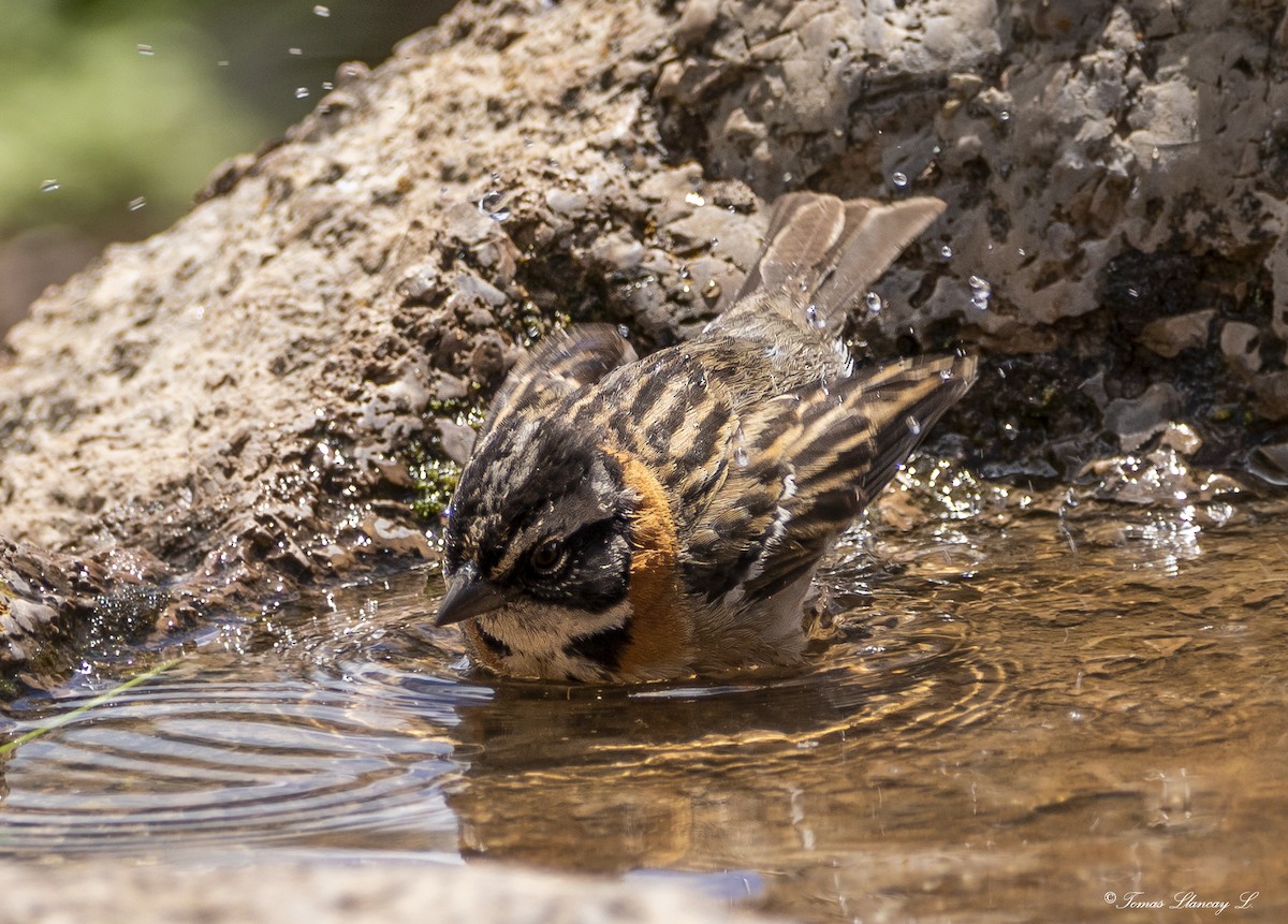 Rufous-collared Sparrow - Tomas Llancay Levita