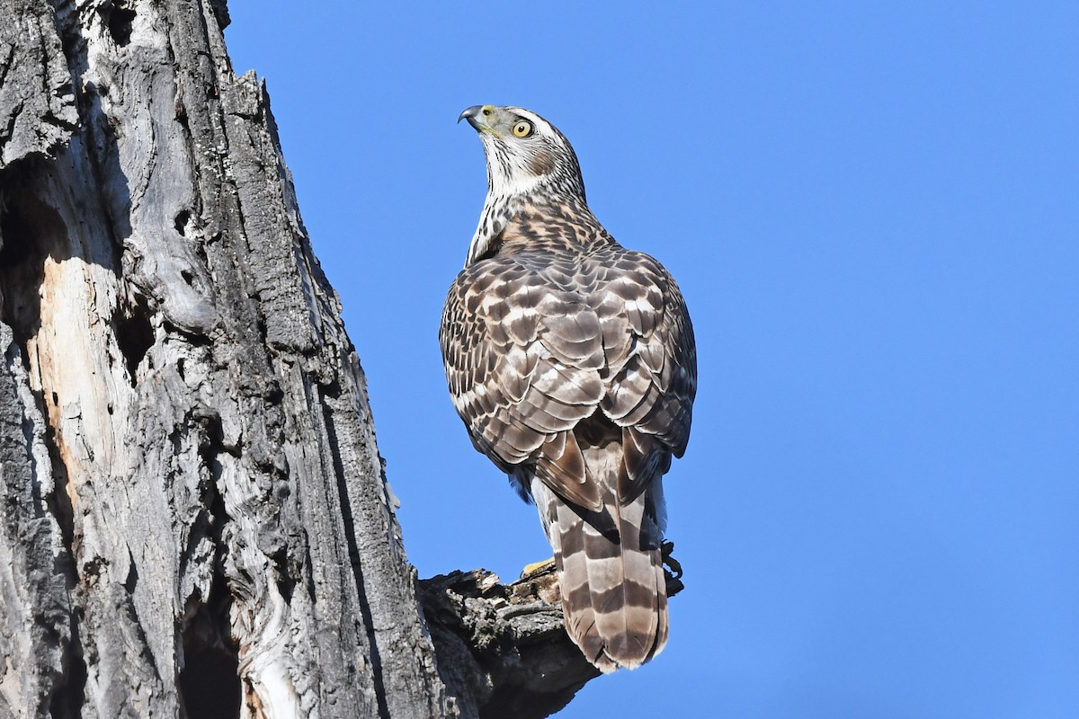 American Goshawk - Chris Rees