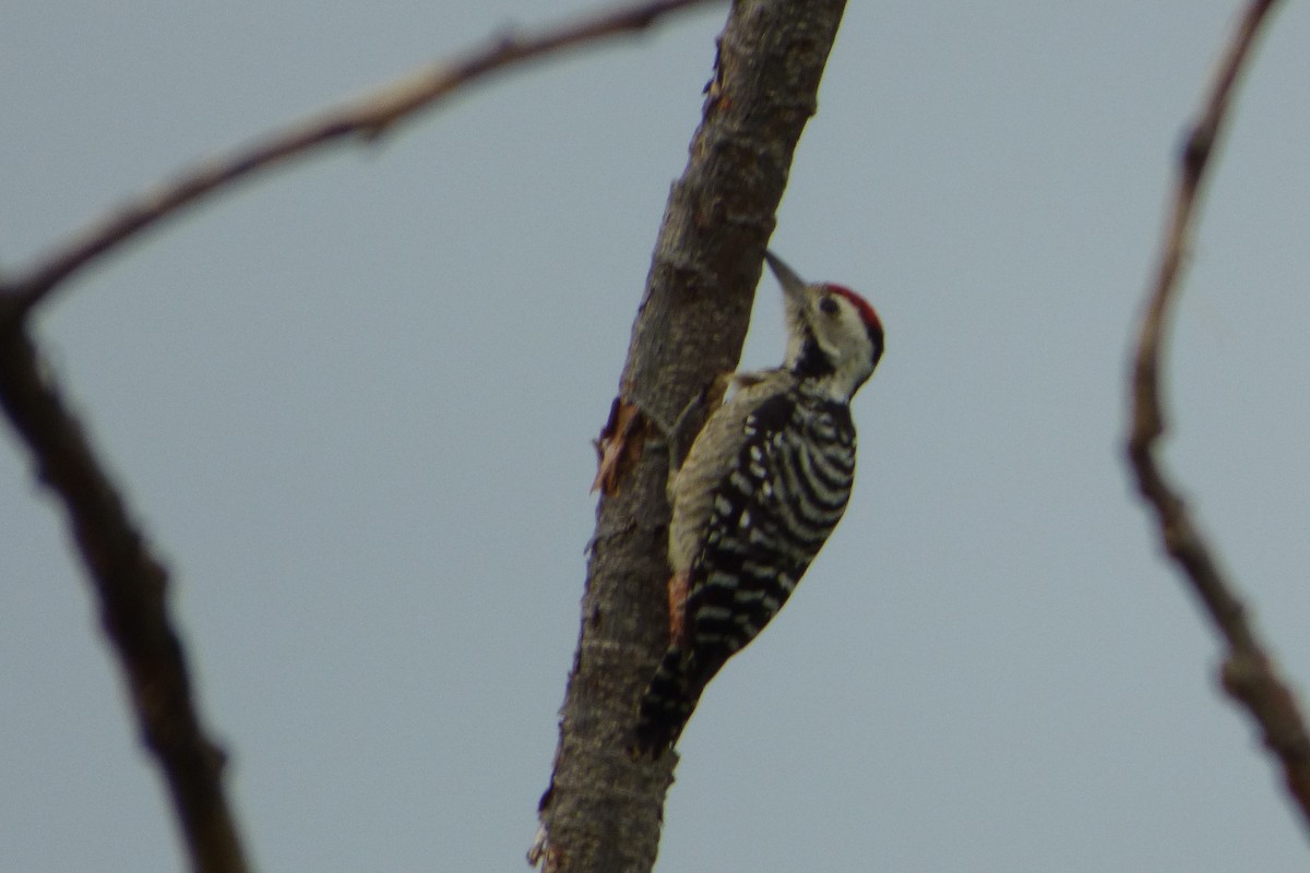 Freckle-breasted Woodpecker - ML313577871