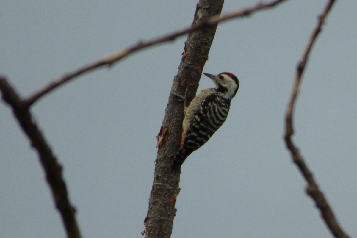 Freckle-breasted Woodpecker - ML313577901