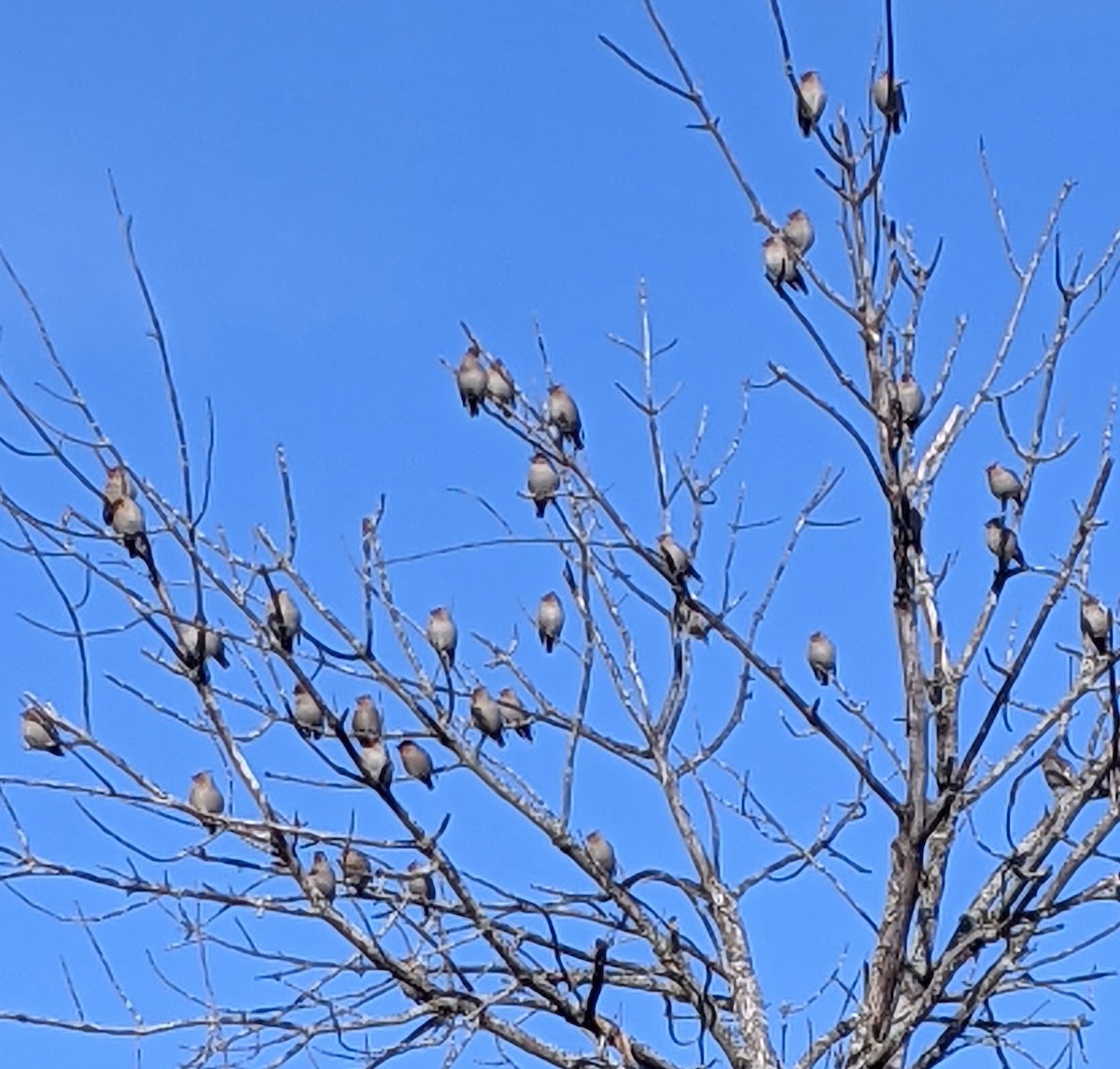 Bohemian Waxwing - ML313579281