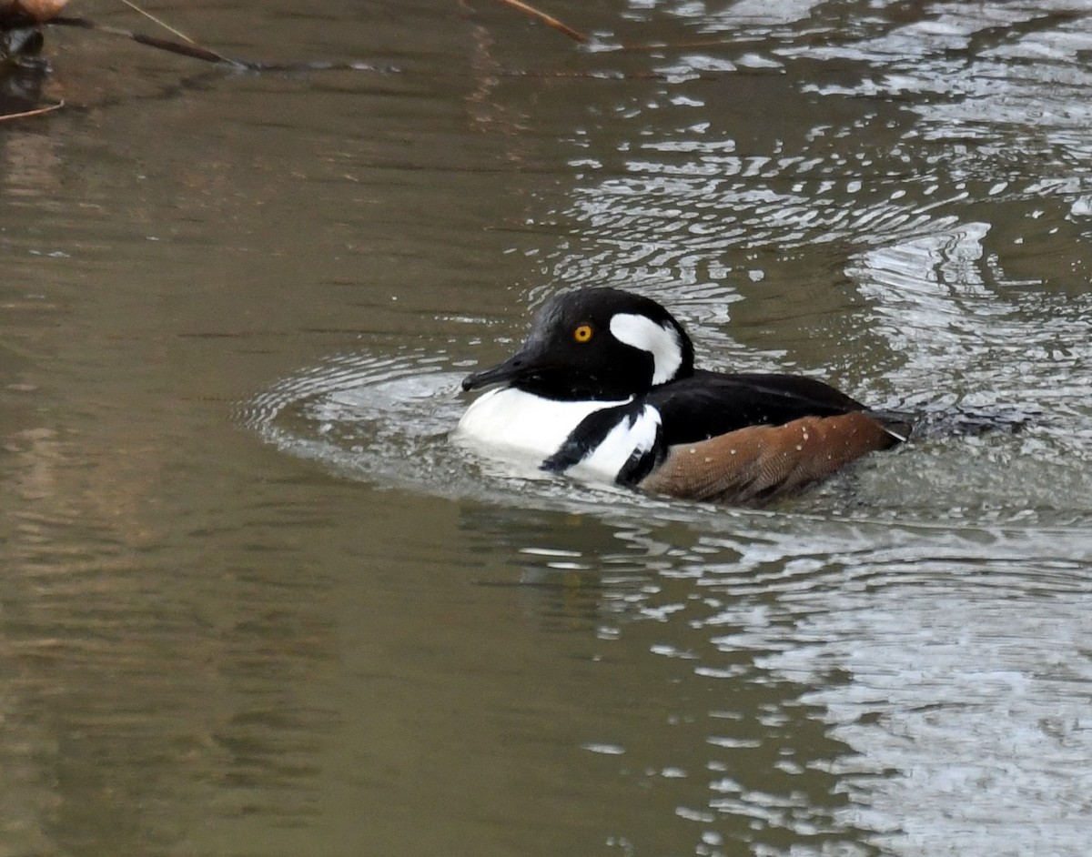 Hooded Merganser - ML313580241