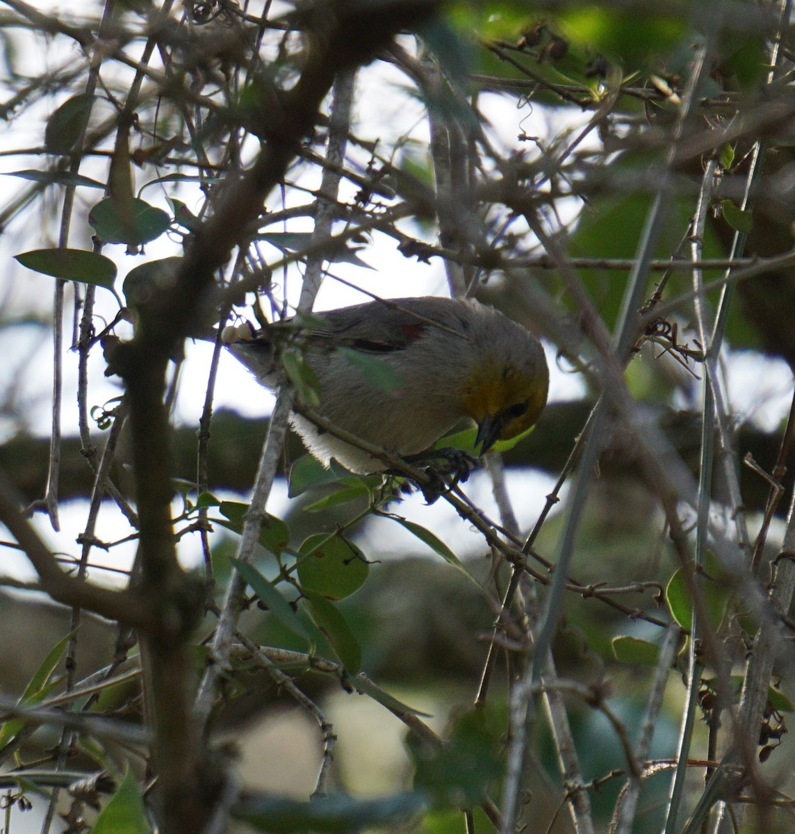 Verdin - ML313581421
