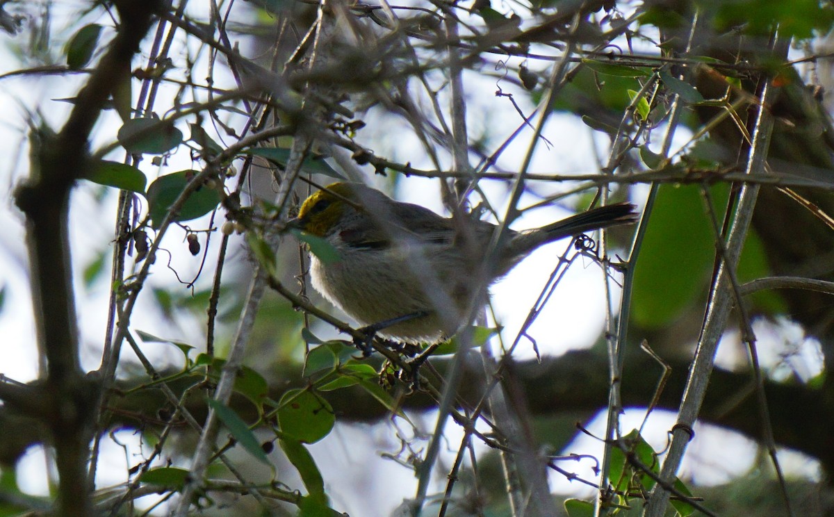 Verdin - ML313581431