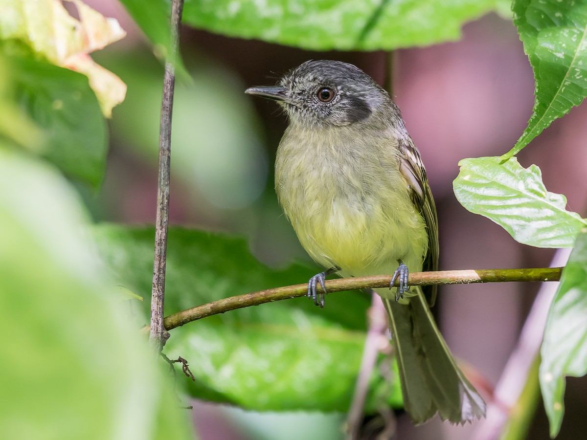 Slaty-capped Flycatcher - eBird