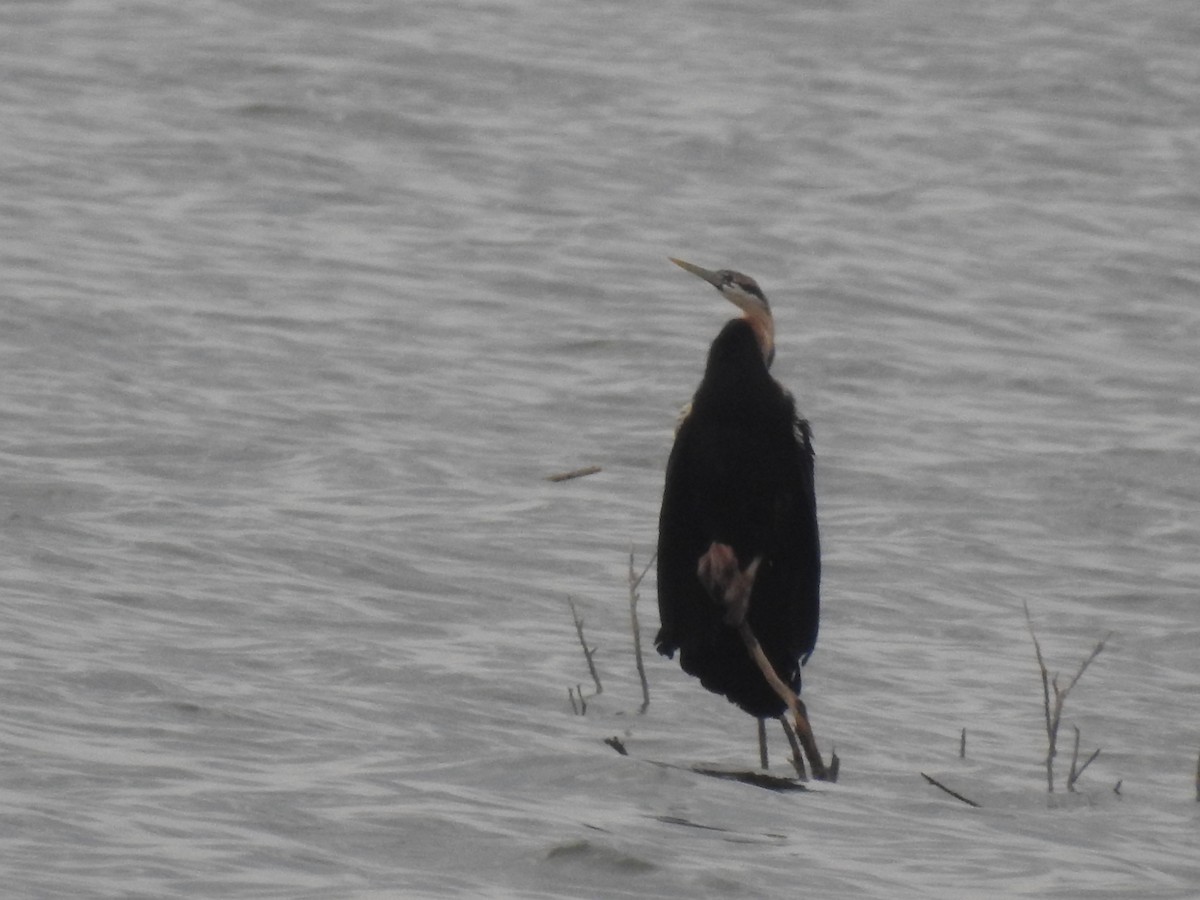 African Darter - ML313583411