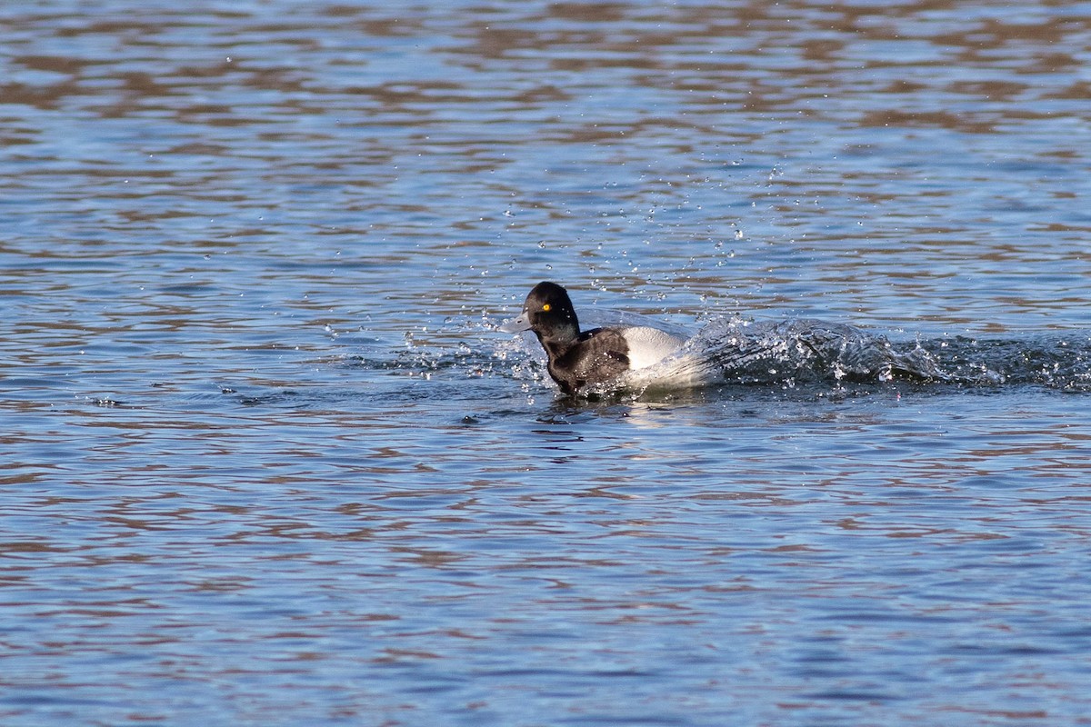 Lesser Scaup - ML313583821