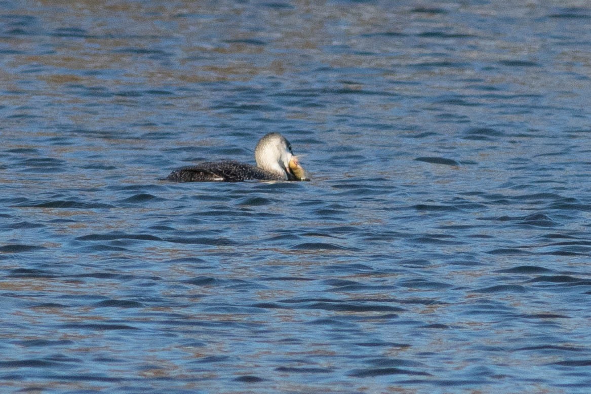 Red-throated Loon - ML313583911