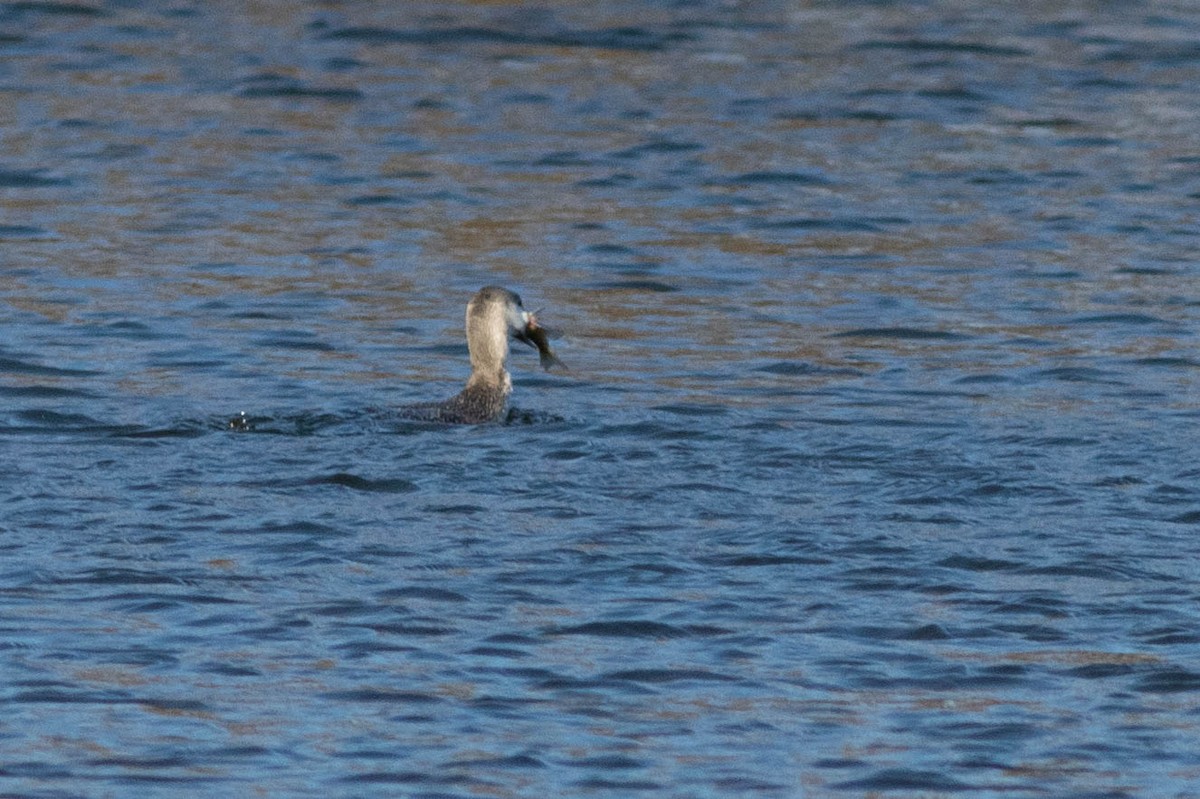 Red-throated Loon - ML313583941