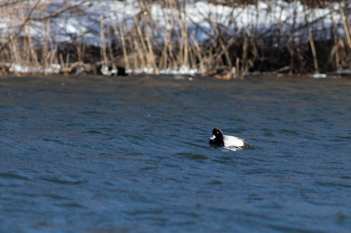 Lesser Scaup - ML313584251