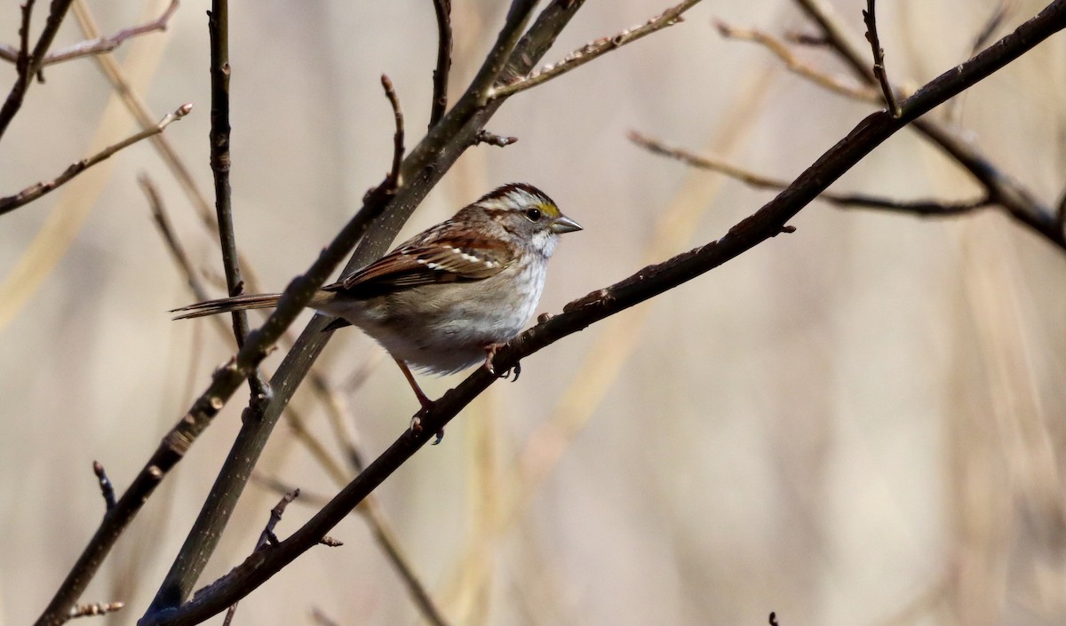 White-throated Sparrow - Grace Simms  🐦‍⬛