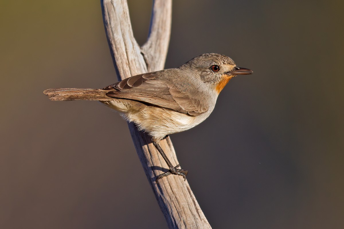 Redthroat - Mat Gilfedder