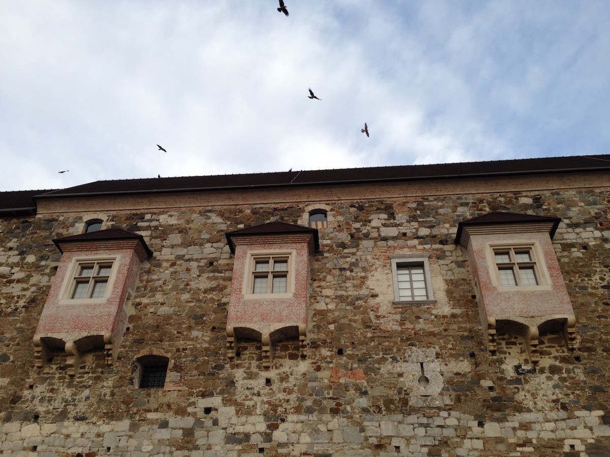 Hooded Crow - ML31358711