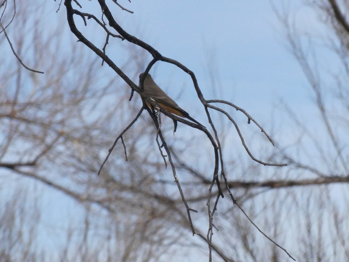 Say's Phoebe - ML313588981
