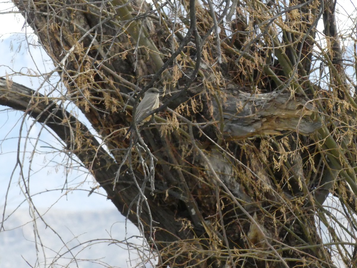 Say's Phoebe - ML313589021