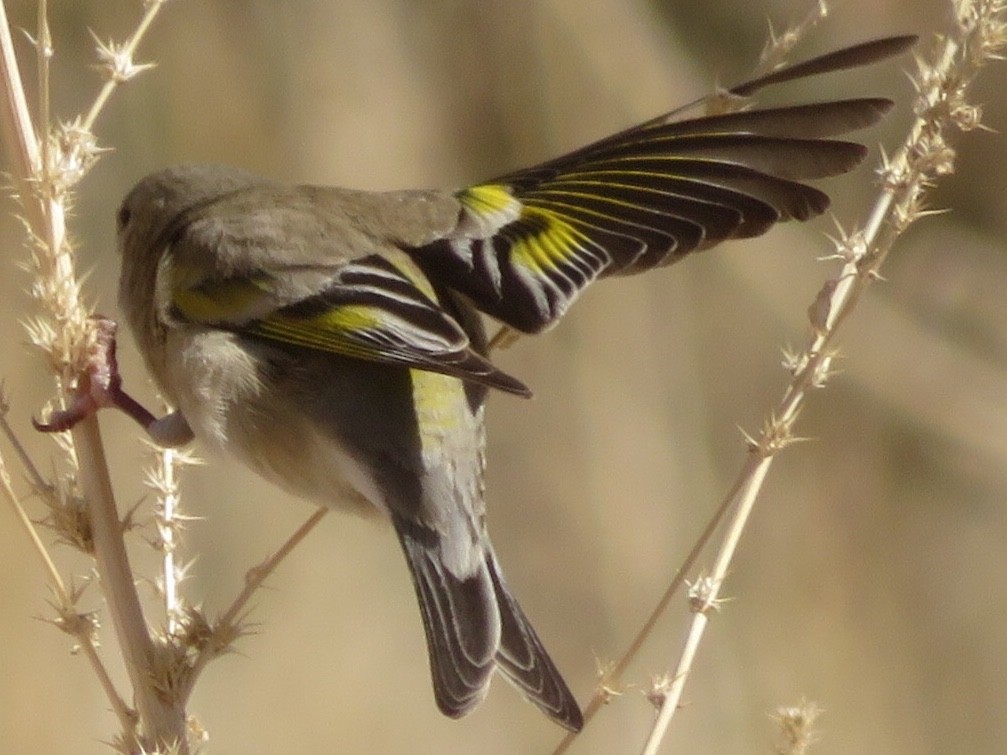 Lawrence's Goldfinch - Maikel Wise