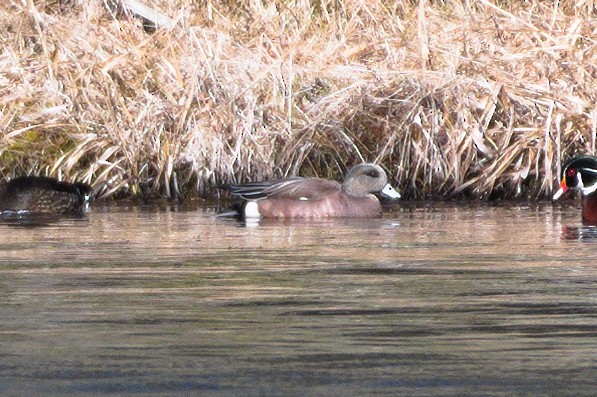 American Wigeon - Richard Gray