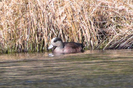 American Wigeon - Richard Gray