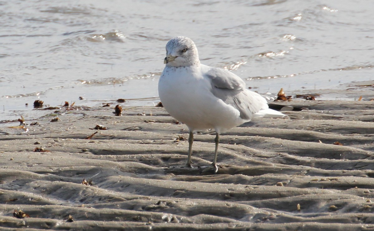 Ring-billed Gull - Gary Leavens