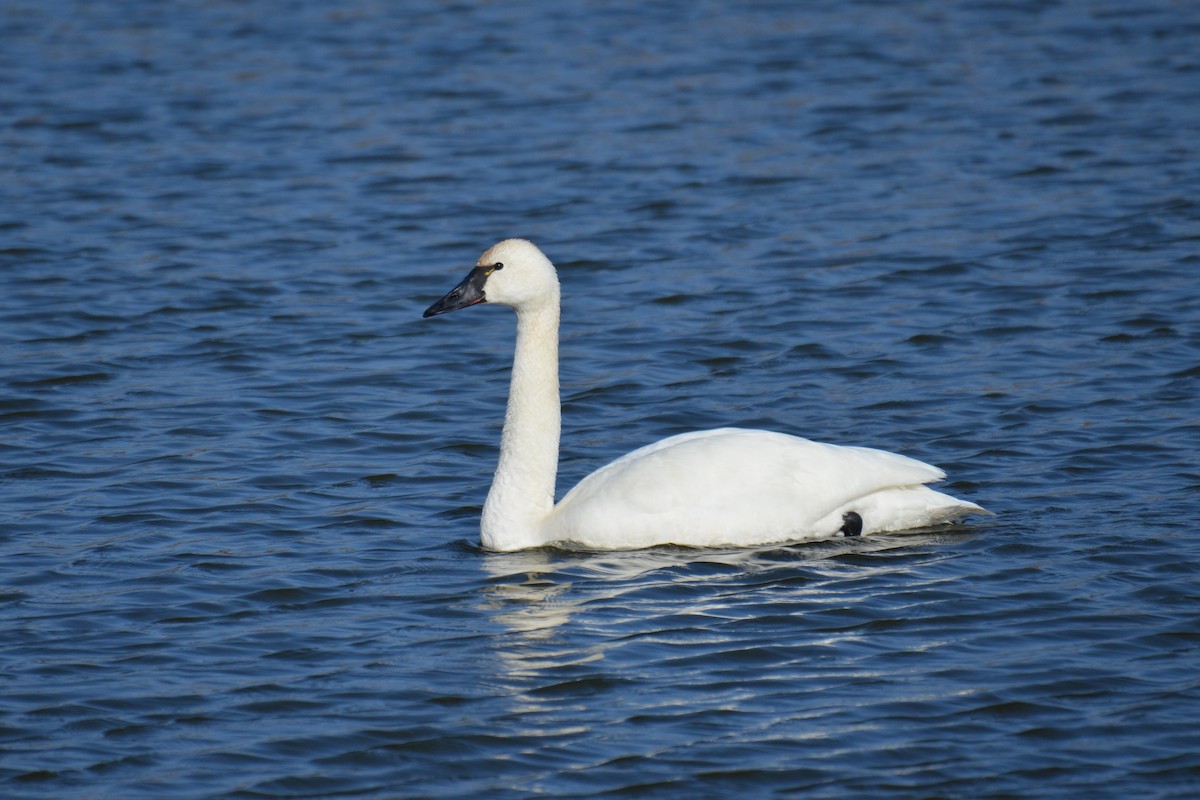 Tundra Swan - Michael Turso