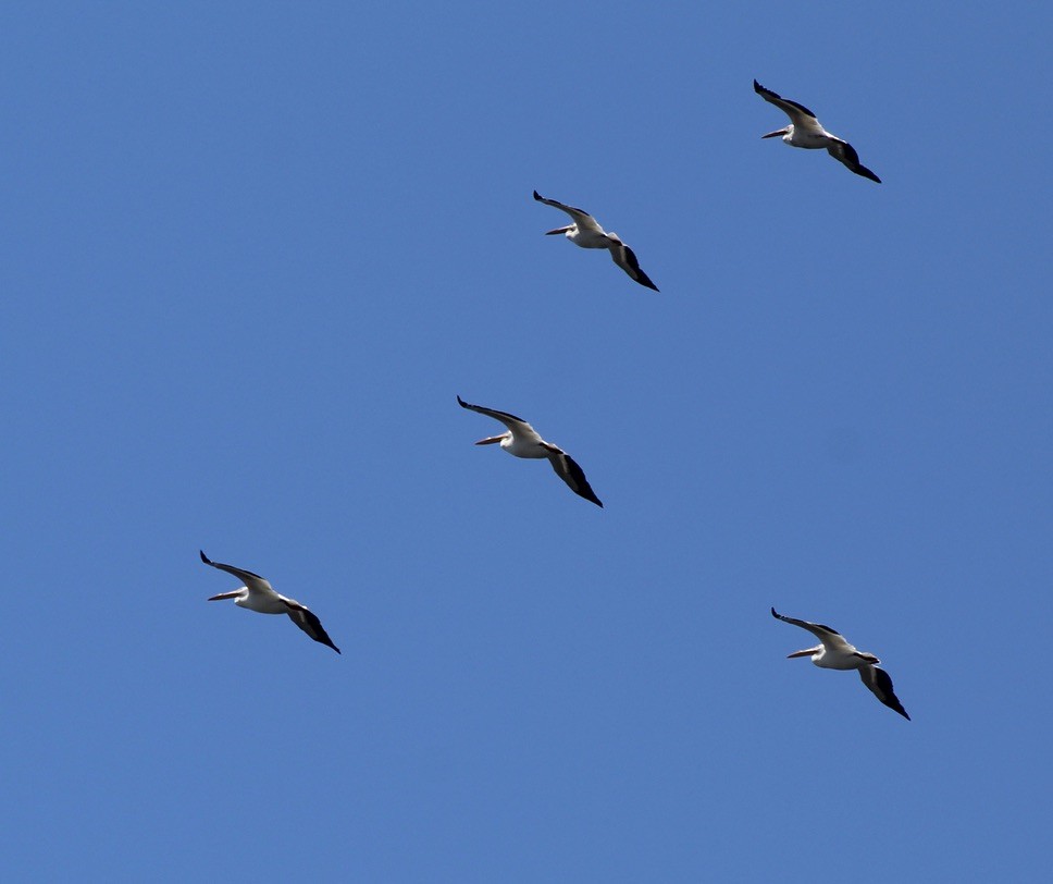 American White Pelican - pamela graber