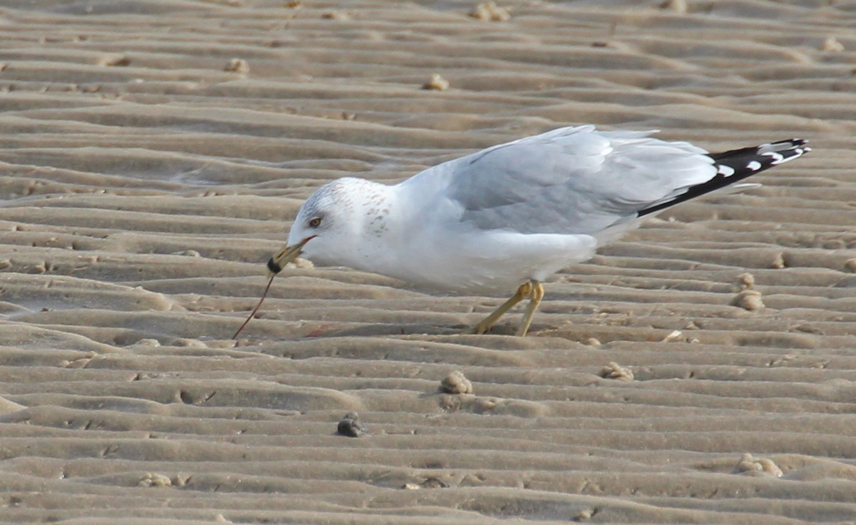 Ring-billed Gull - Gary Leavens