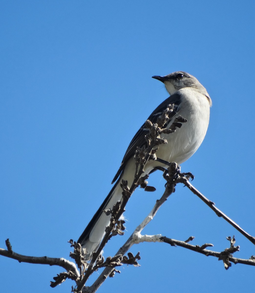 Northern Mockingbird - ML313595481