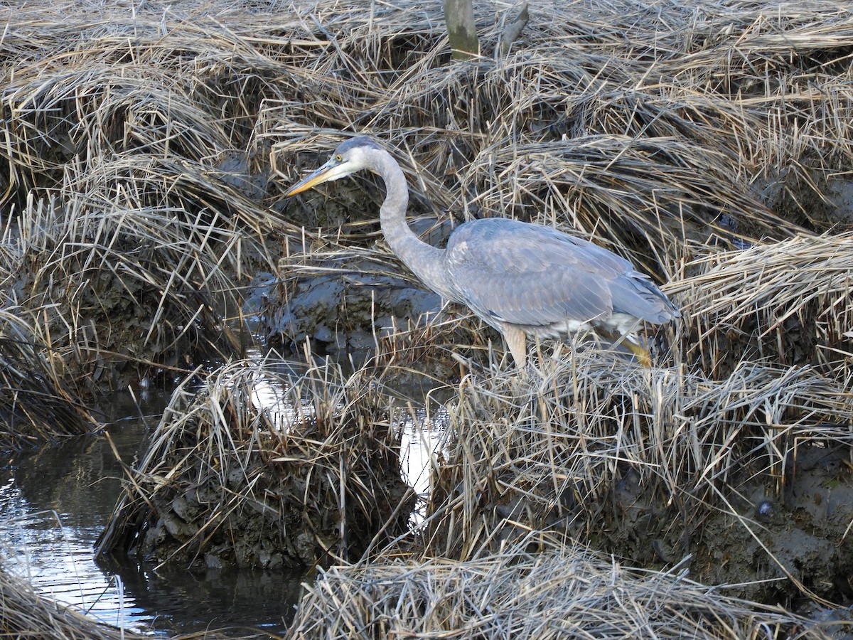 Great Blue Heron - ML313595621