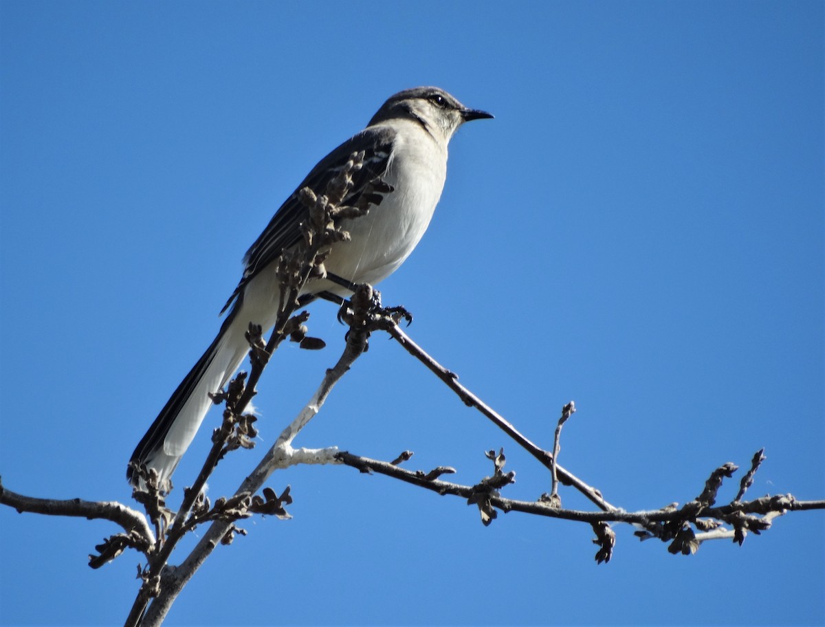 Northern Mockingbird - ML313595661