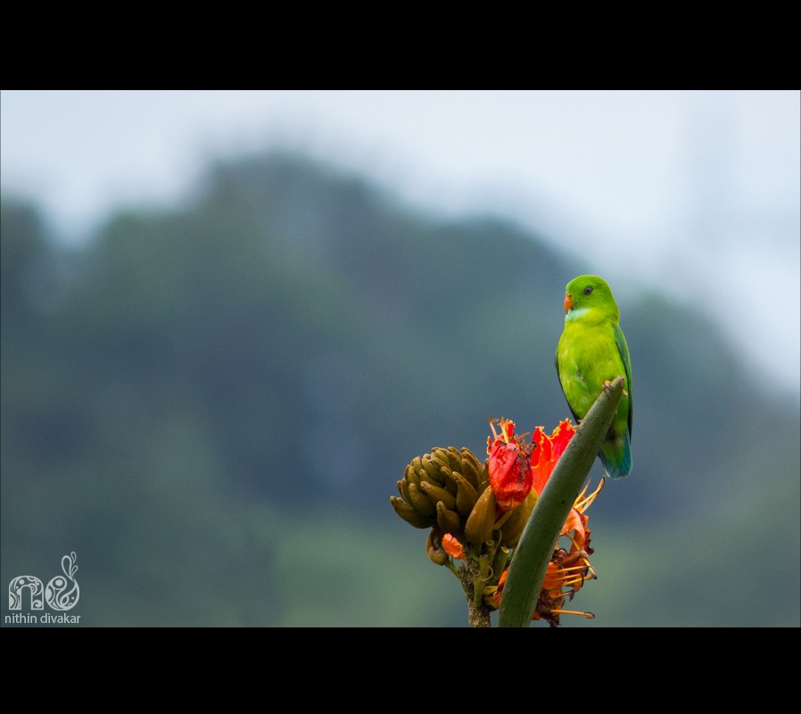 Vernal Hanging-Parrot - ML31359571