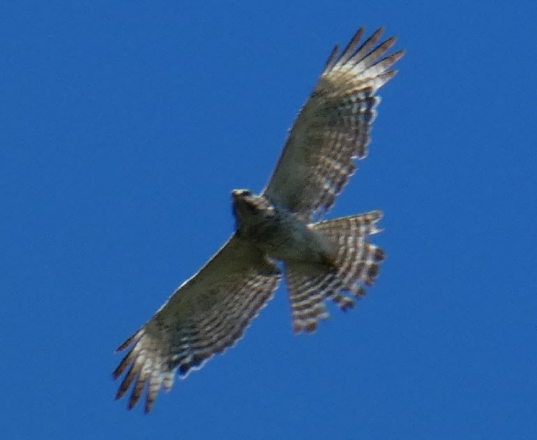 Red-shouldered Hawk (lineatus Group) - ML313595871