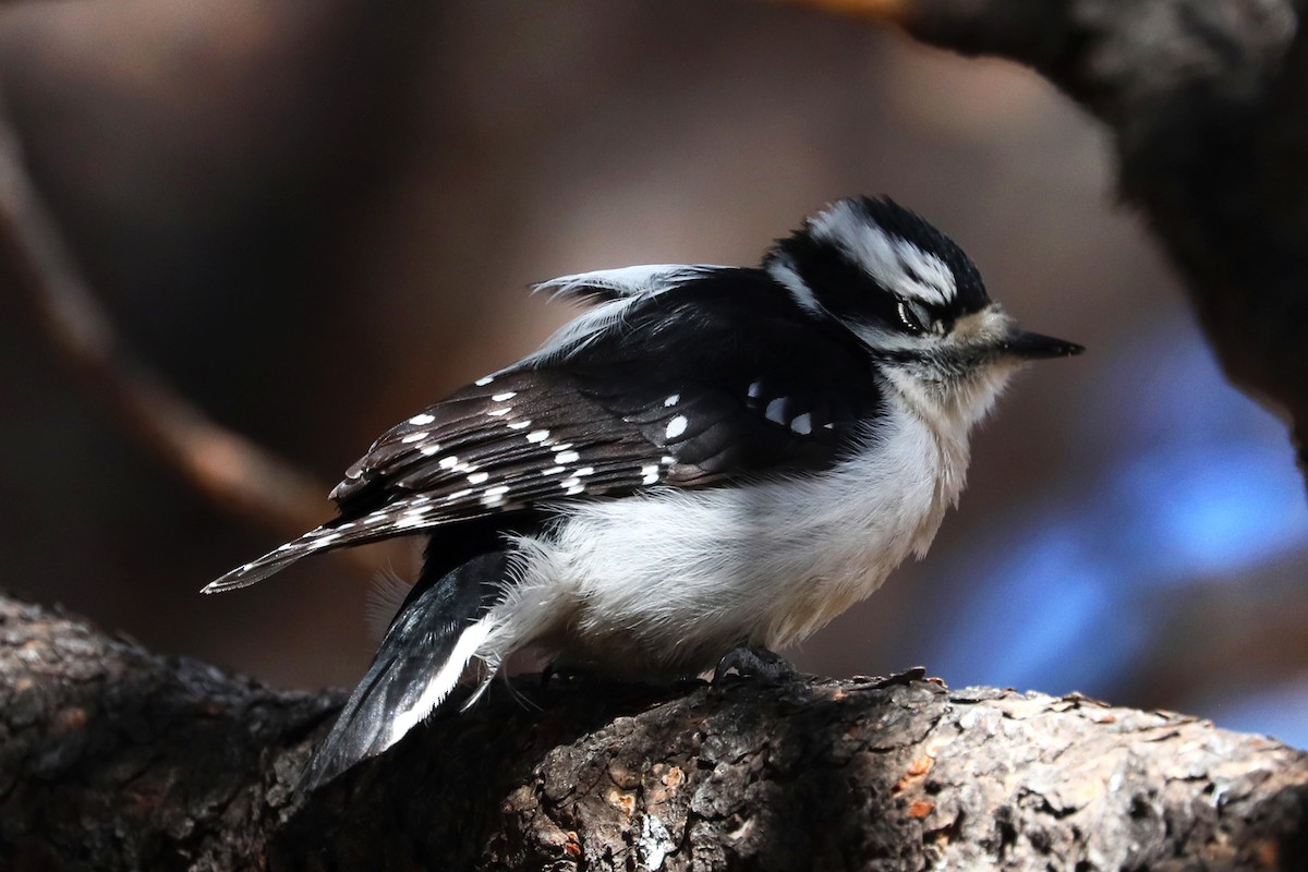 Downy Woodpecker - Richard Bunn