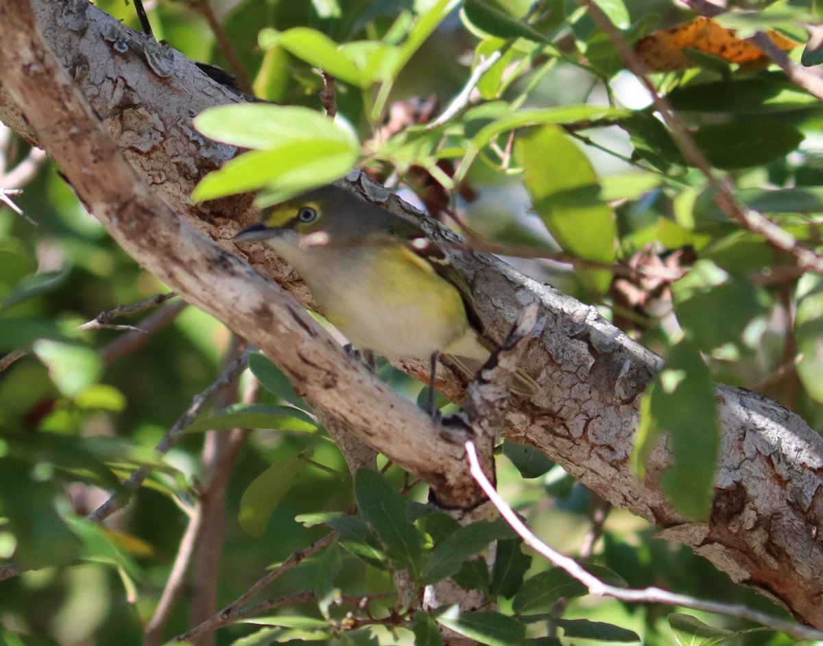 Ak Gözlü Vireo - ML313603491