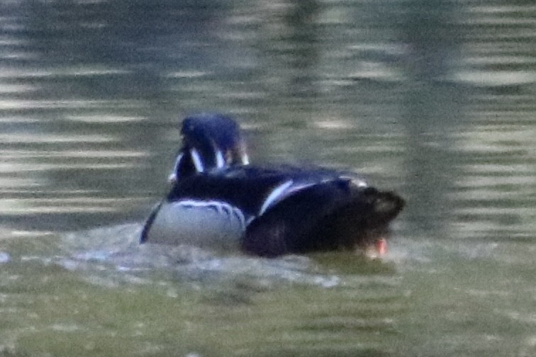 Wood Duck - ML313605771