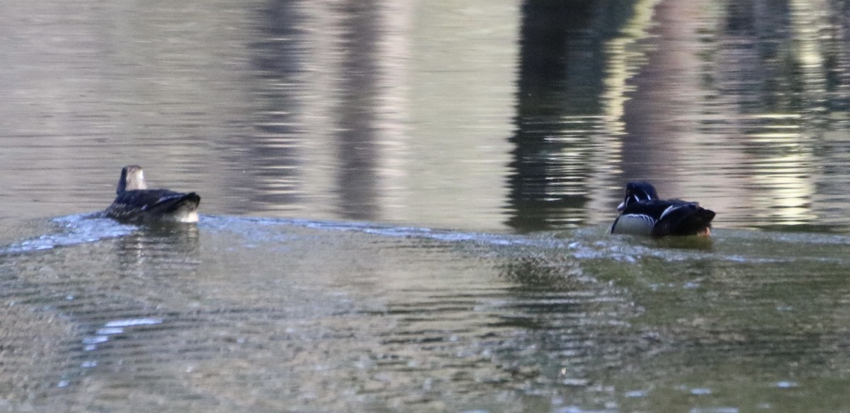 Wood Duck - ML313605801