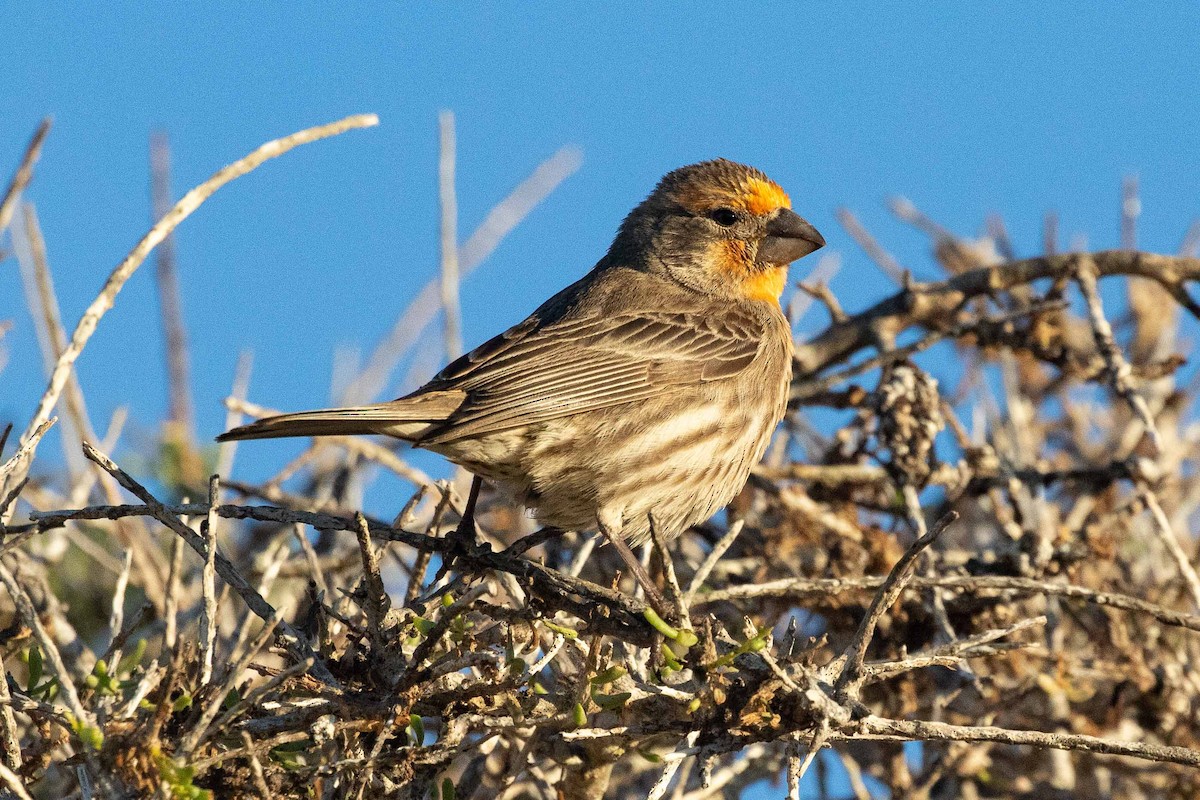 House Finch - ML313606571