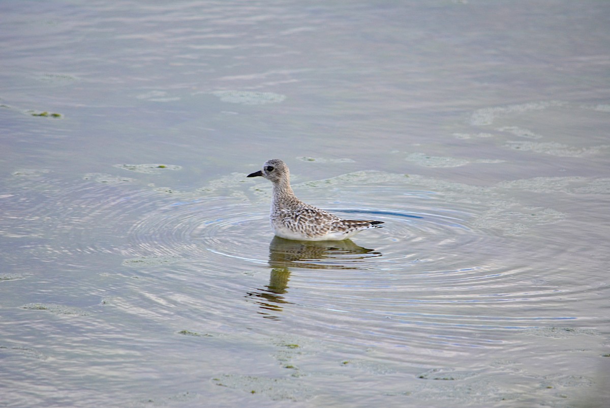 Black-bellied Plover - Paulo Narciso