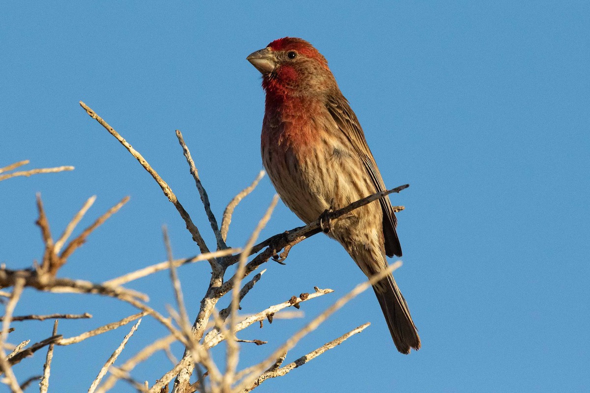 House Finch - ML313606761