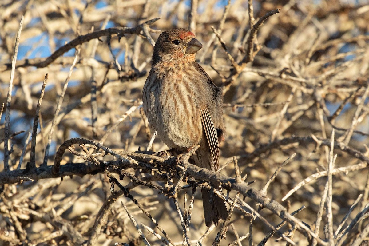 House Finch - ML313606781