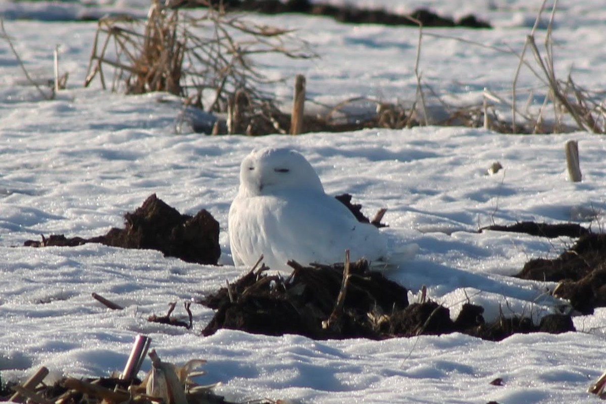 Snowy Owl - ML313607751